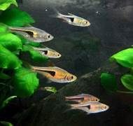 Trigonostigma hengeli Trigonostigma hengeli