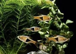 RASBORA ARLEQUIN NOIR (T. Heteramorpha Black) 1 € RASBORA ARLEQUIN NOIR (T. Heteramorpha Black)