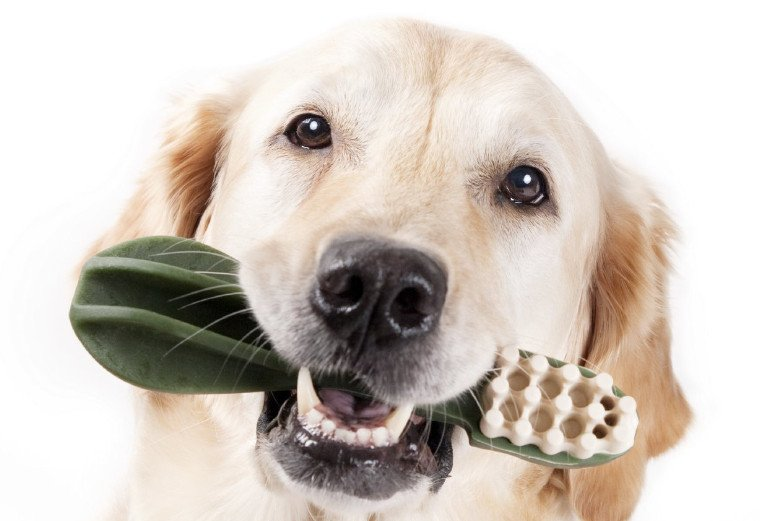 Bild zeigt beigen Labrador Retriever mit einer großen Kauzahnbürste im Maul