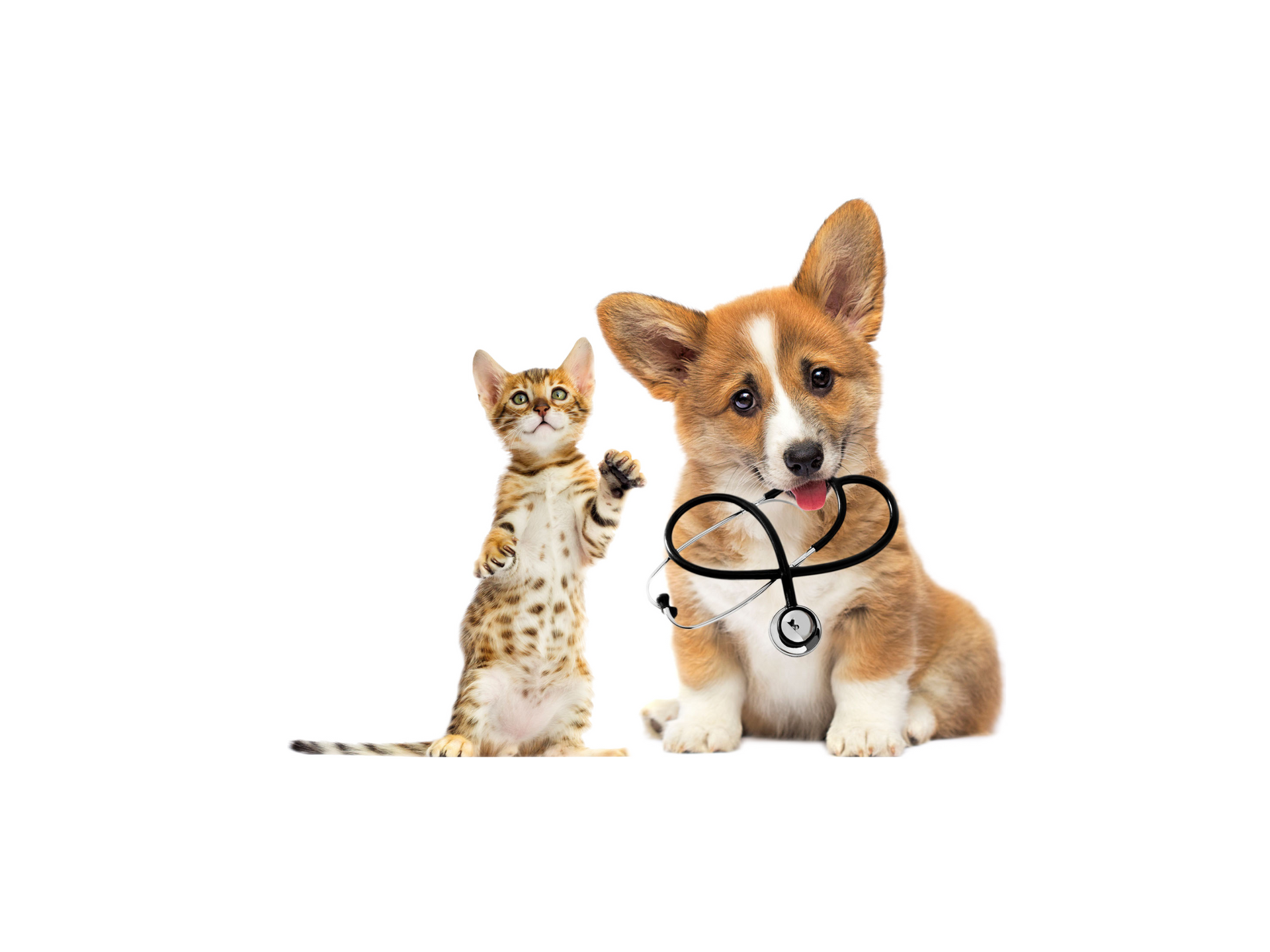 Veterinary Practices Vets, Vets Surgery, Vet Practice, Telephone System for Vets, Telephone System for Vets Practice, Telephone System for Veterinary Practice