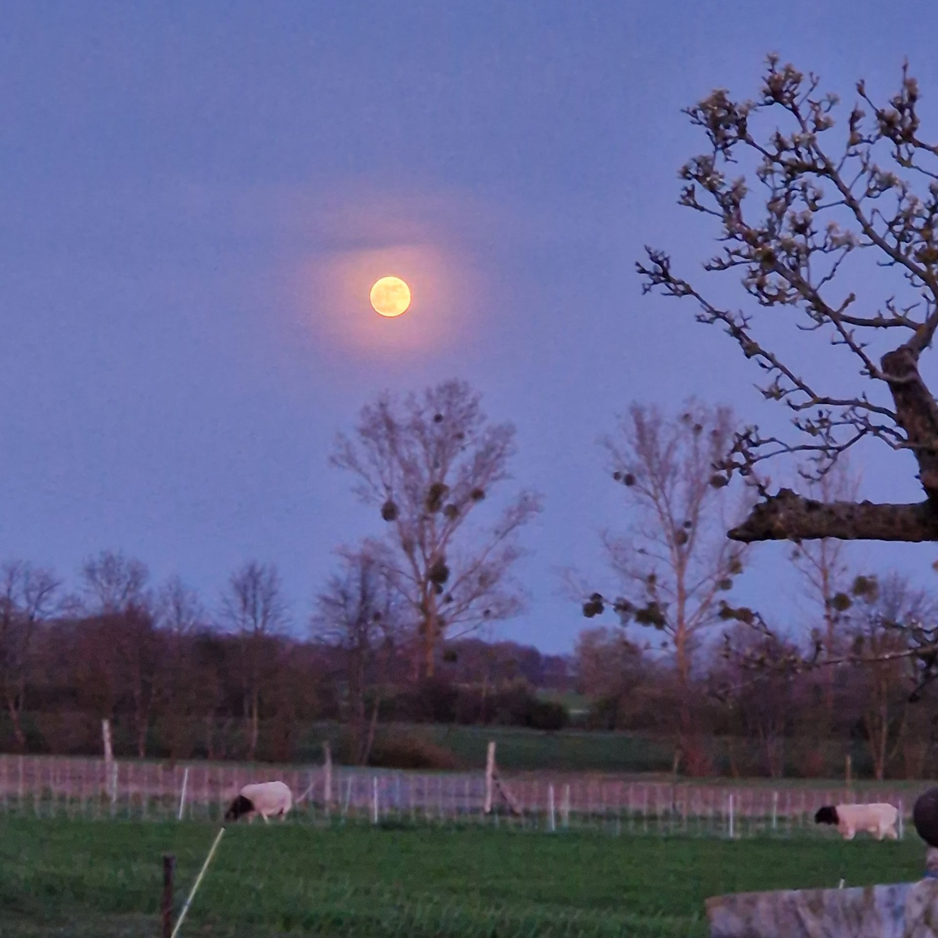 Vollmond - Pink Moon Vollmond - Pink Moon