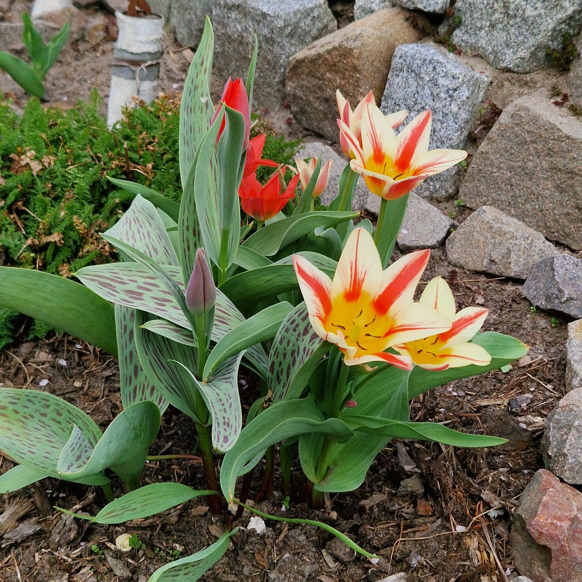 Blumenmond  Blumenmond