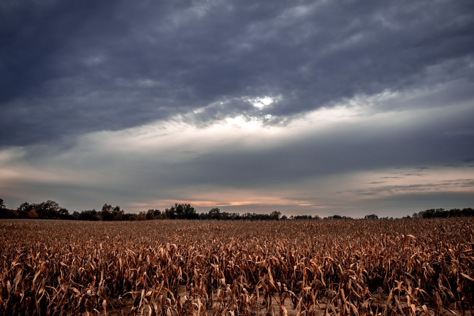 Marek Banas, Freie Trauung, Polen, Hochzeit draussen