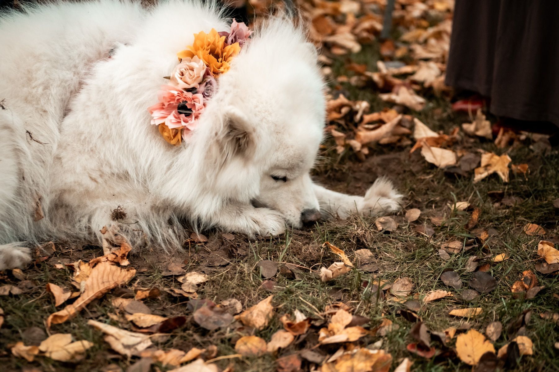Marek Banas, Freie Trauung, Polen, Hochzeit draussen