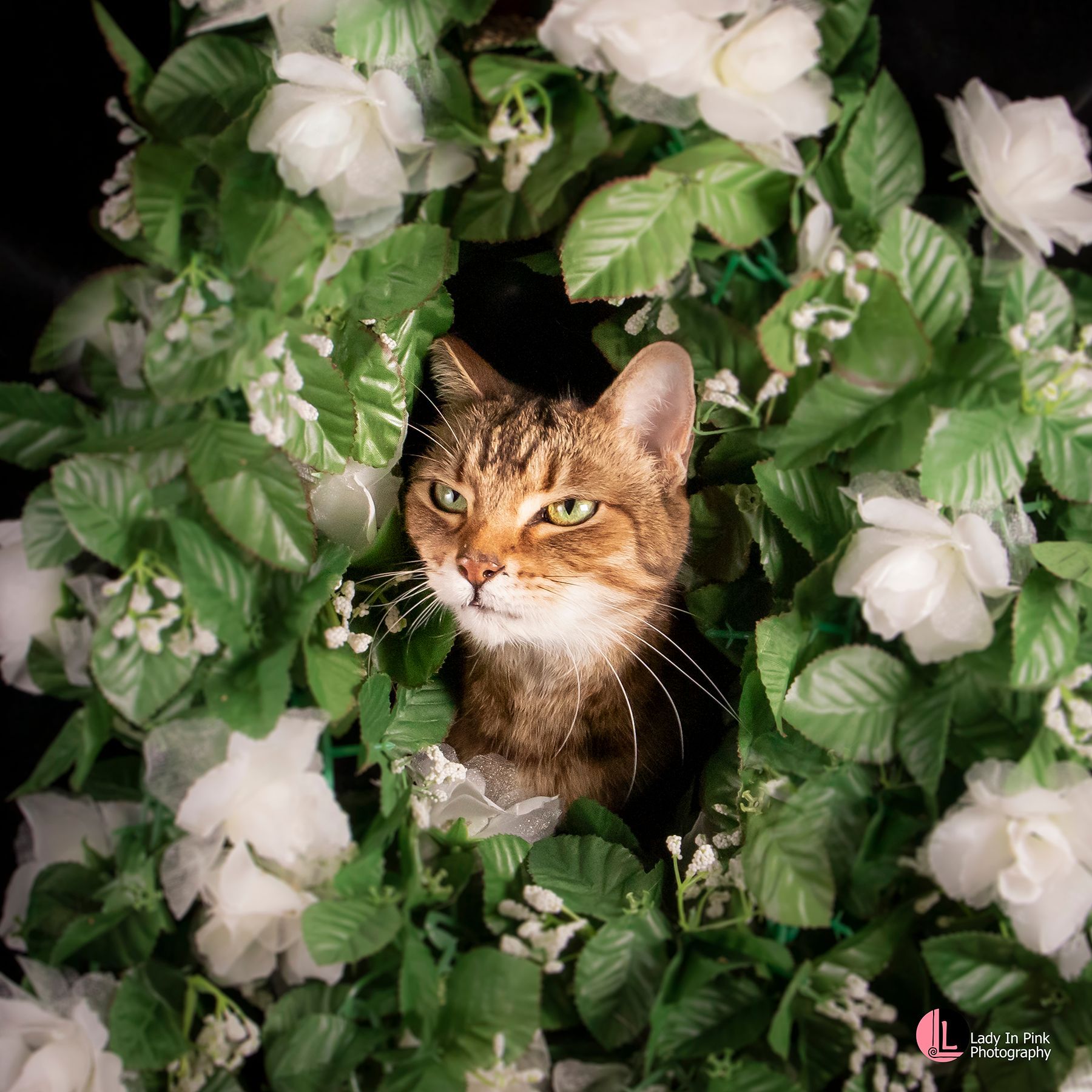 Lady in Pink Photography Perfect Pets Boutique cat session. Cat Photography. Studio pet session.