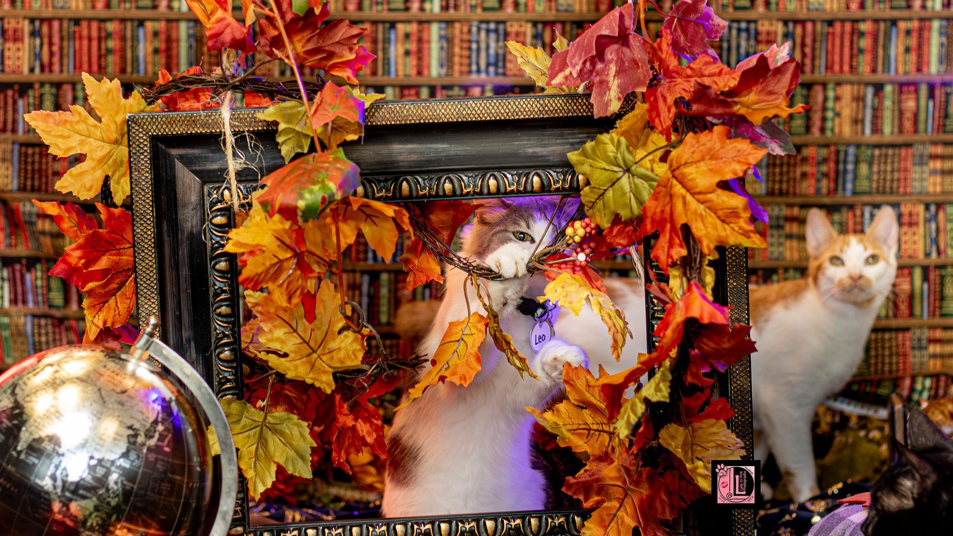 Lady in Pink Photography Perfect Pets Boutique cat session. Cat Photography. Studio pet session.