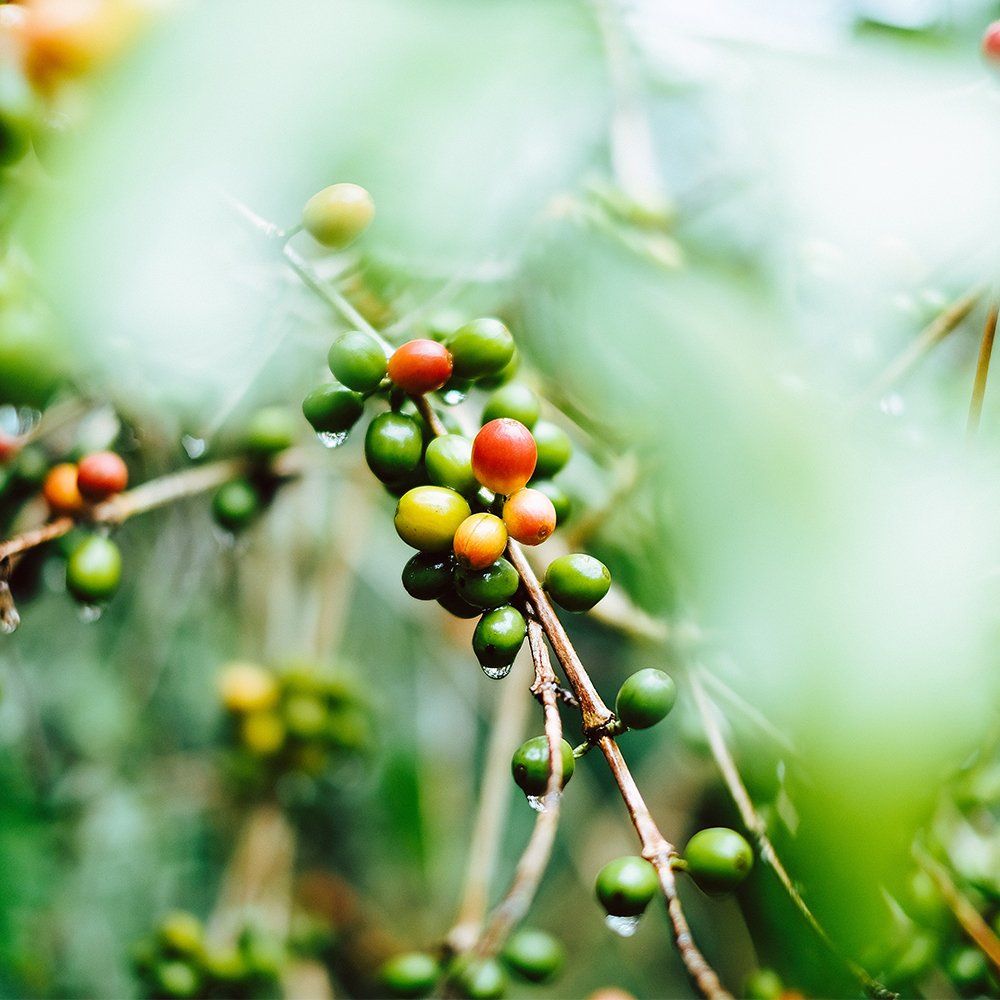 TREND COFFEE Die Kaffeepflanze