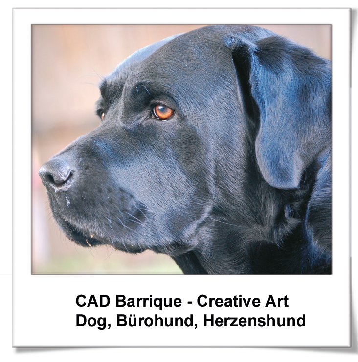 Labrador Barrique - Bürhohund Christine Sehle