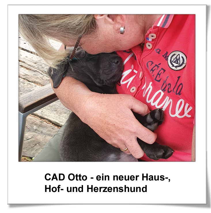 Labrador CAD Otto Christine Sehle