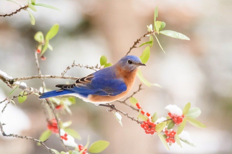 bluebird-4069093_960_720 Pixabay