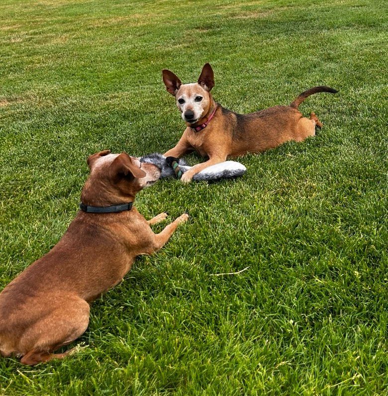 Wohnung bei tierlieben Vermietern gesucht