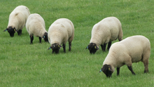 maternal rams texel sheep, maternal  suffolk rams, maternal sufftex rams