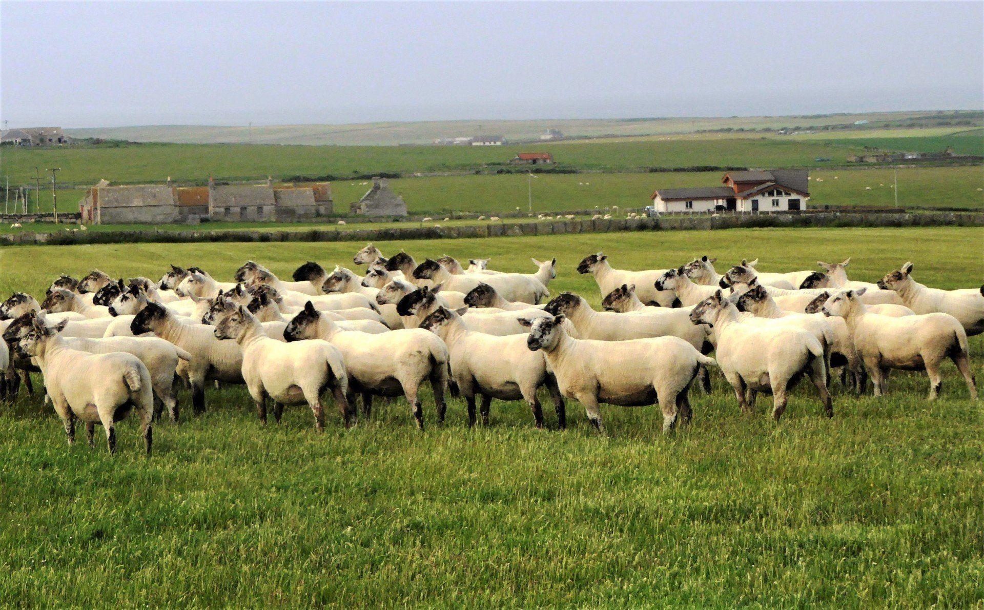 Maternal rams from EasyRams, Pikesend farm