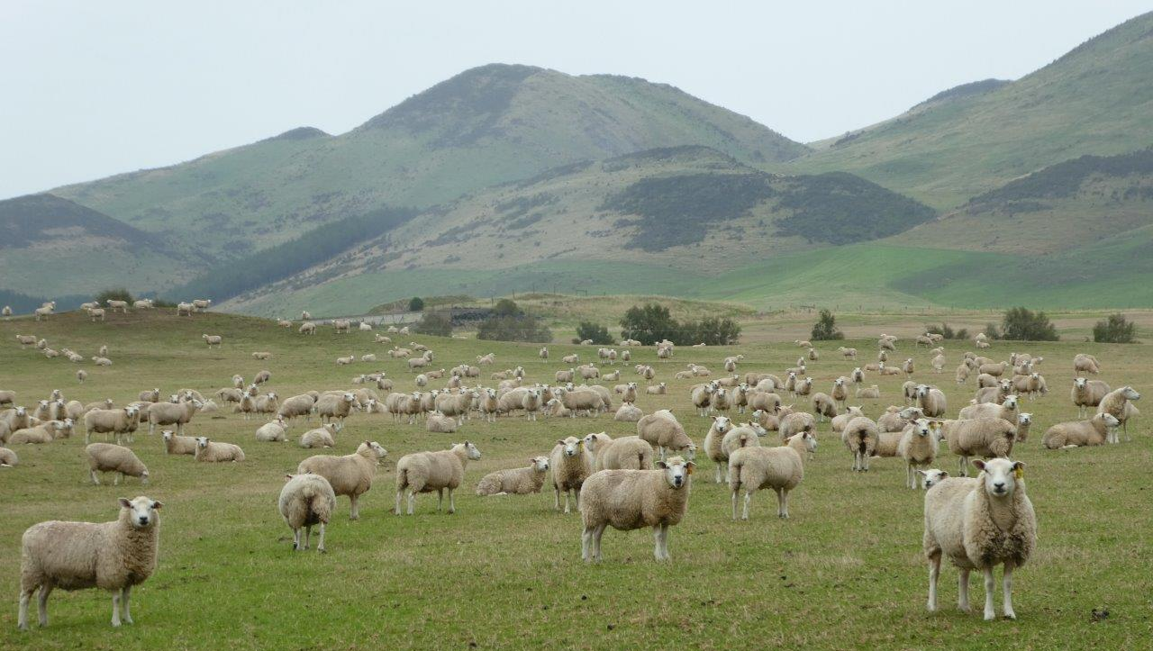 EasyRam maternal rams are guaranteed