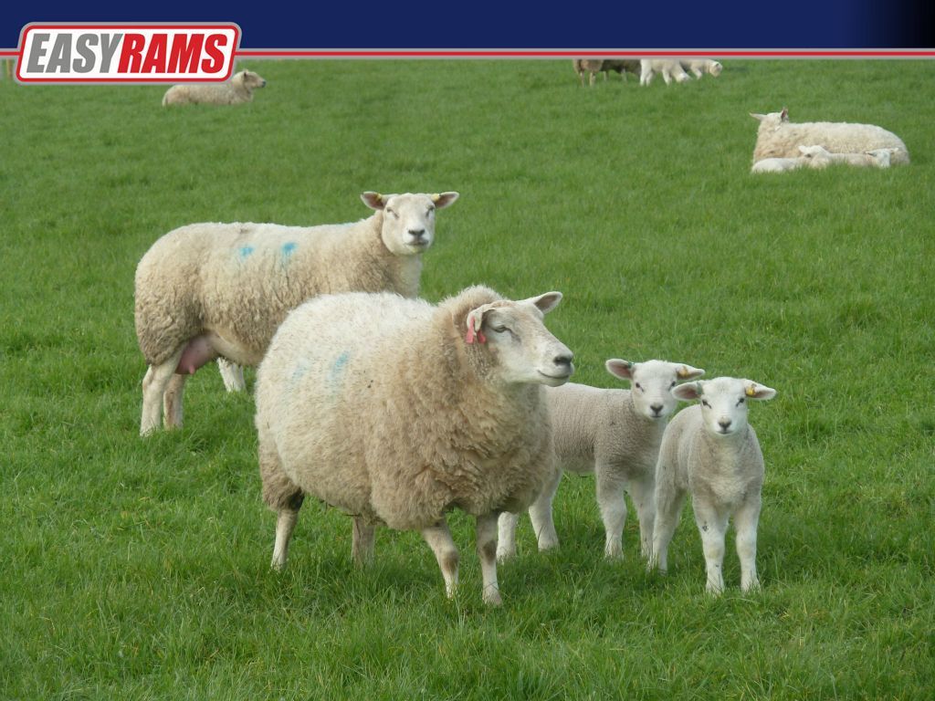 Easy Rams Improving your profits using NZ Genetics