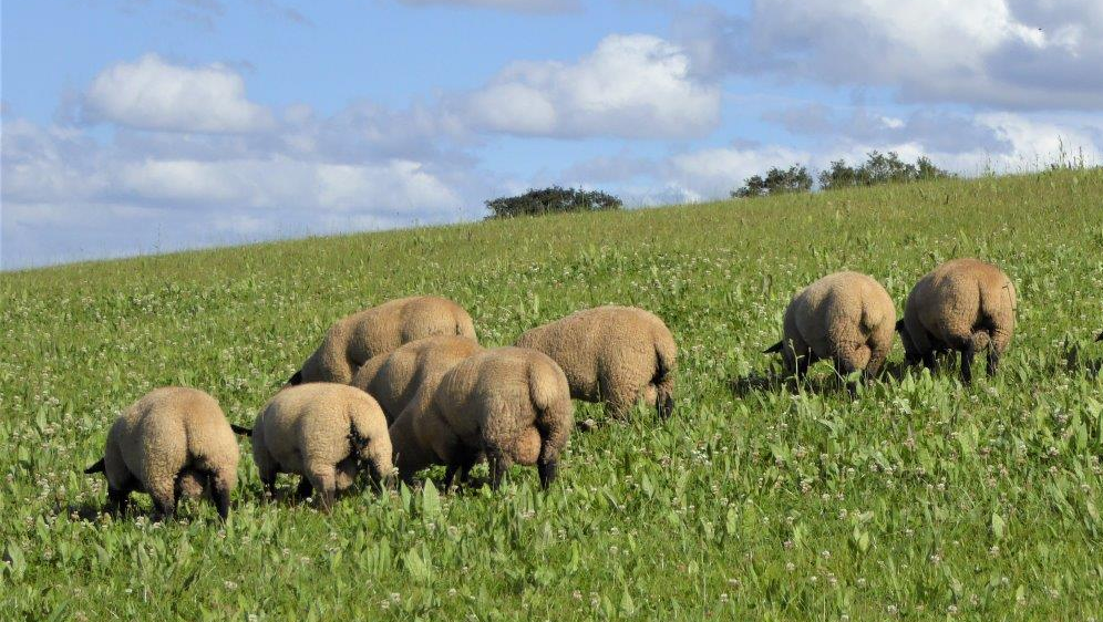 EasyRam maternal Suffolks don't have dirty back ends