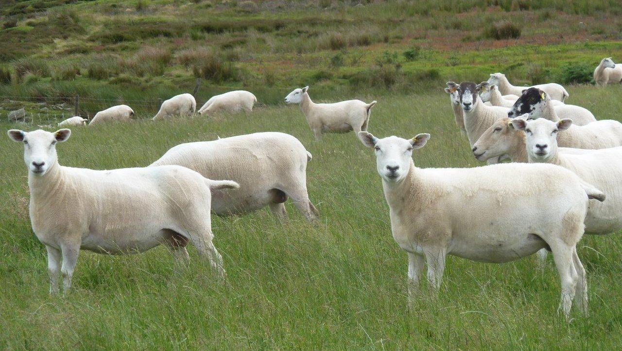 maternal rams with 100% NZ genetics