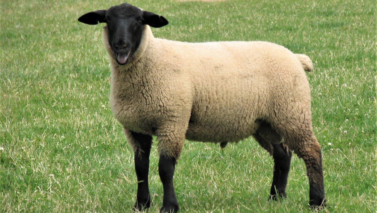 EasyRam sufftex and texel maternal rams