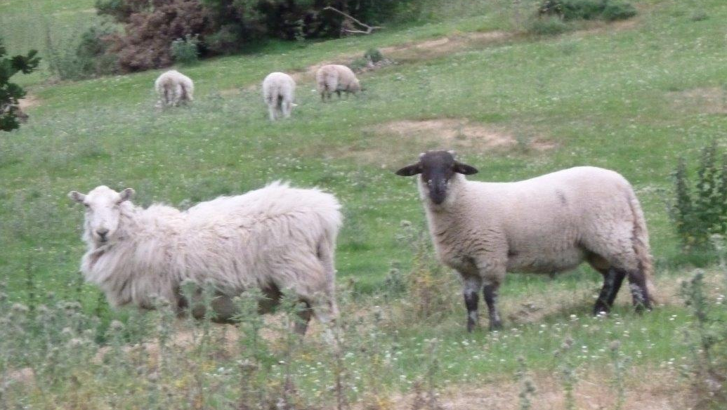 EasyRam maternal rams and terminal rams