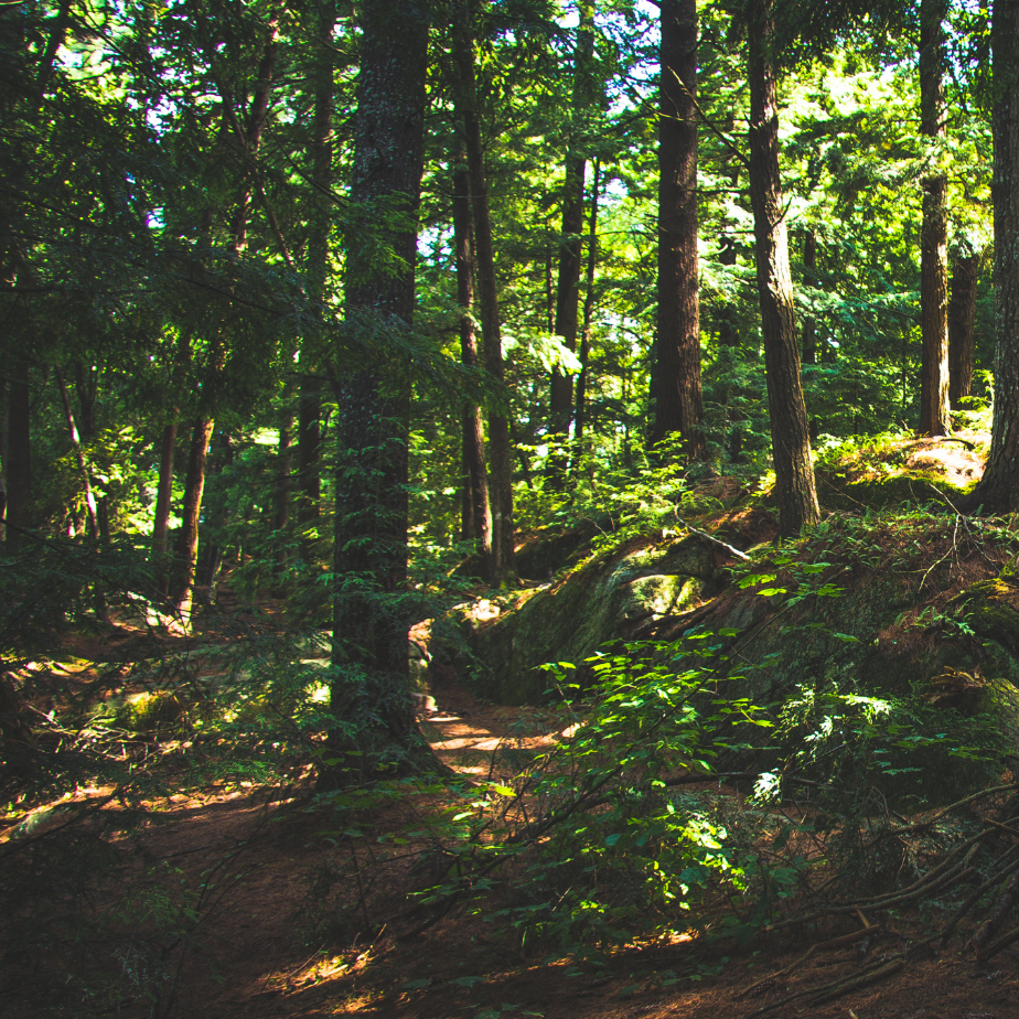 Einzelberatung, Einzelbegleitung, Aufstellungen, Familienaufstellung, Sonja Reindl, Steiermark