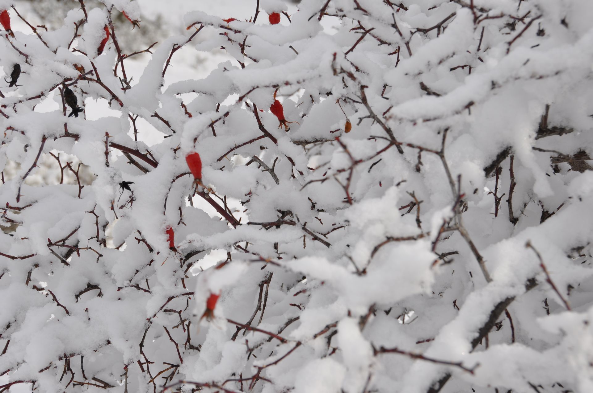 cynorrhodon, neige,