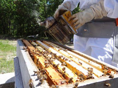 Journée apiculture