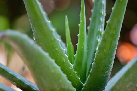 Photo by pisauikan on Unsplash Aloe Vera - Photo by pisauikan on Unsplash