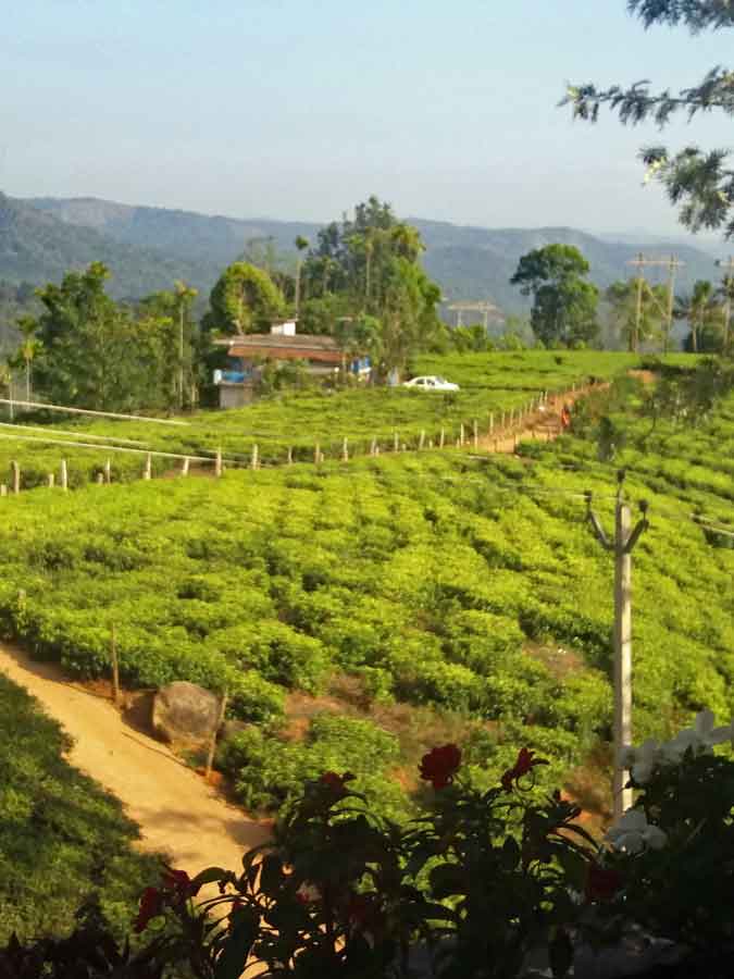 Munnar - Teeplantage