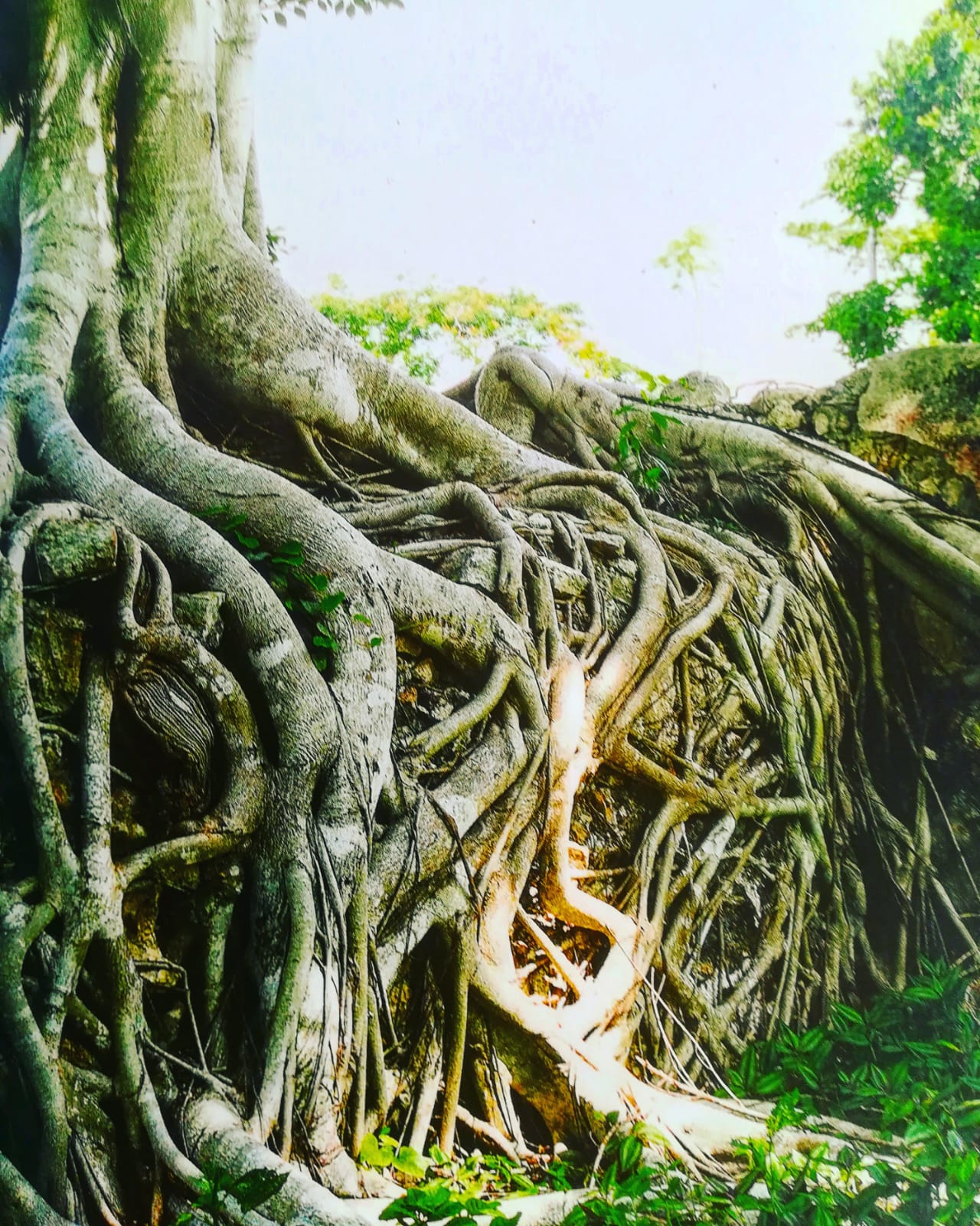 Psicólogos en Majadahonda - Psicóloga en Las Rozas Raíces que unen