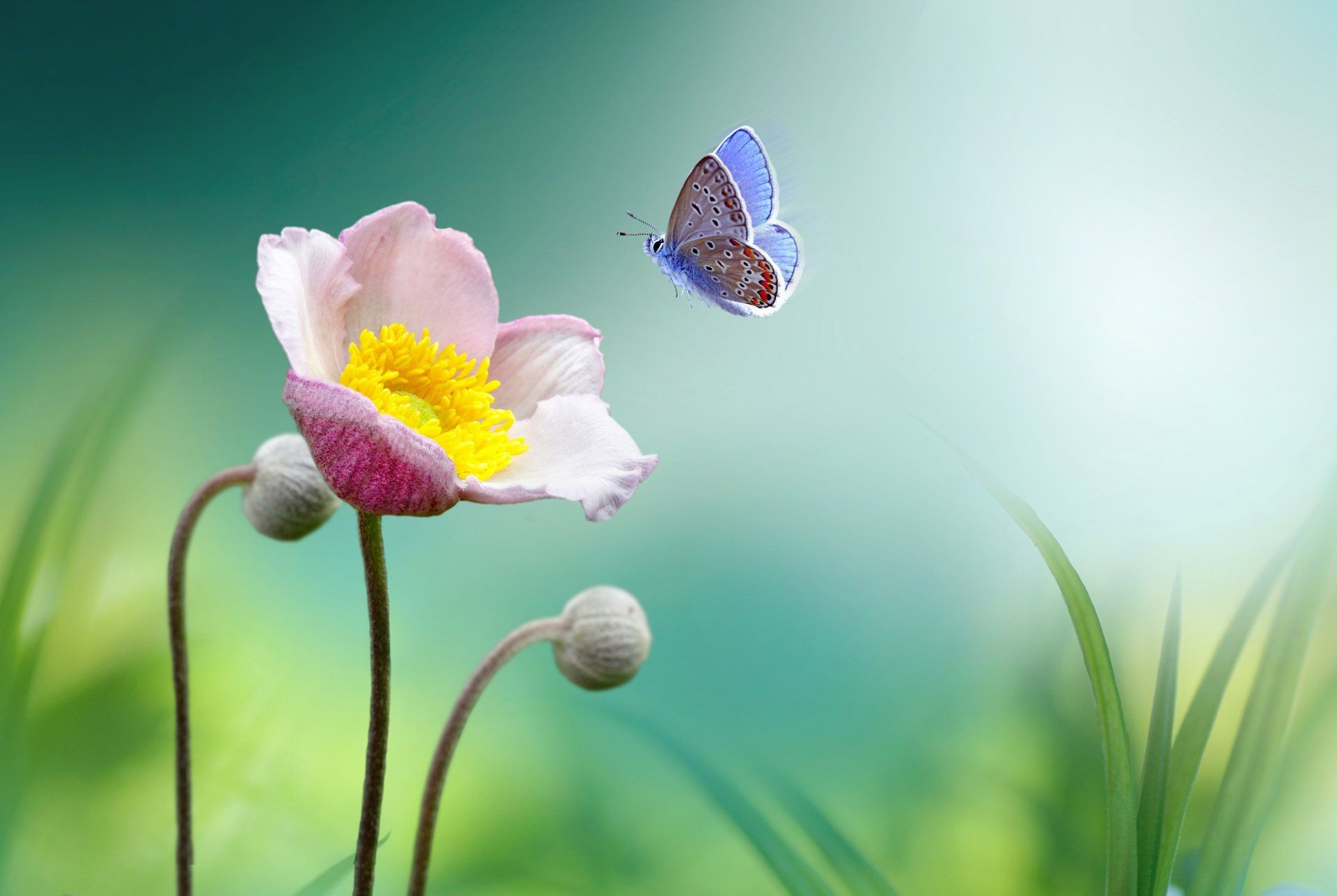 Transformation Transformation, Schmetterling