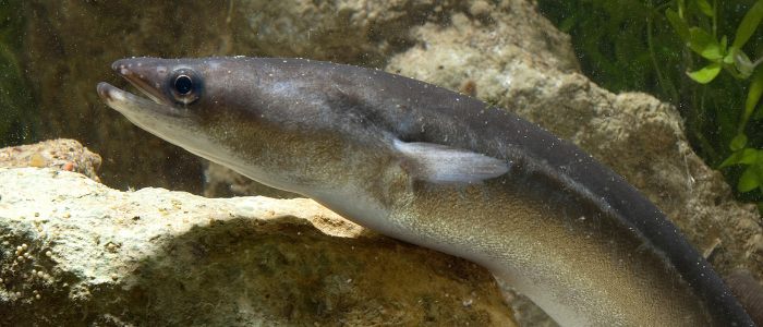 European eel - Thames catctment community project