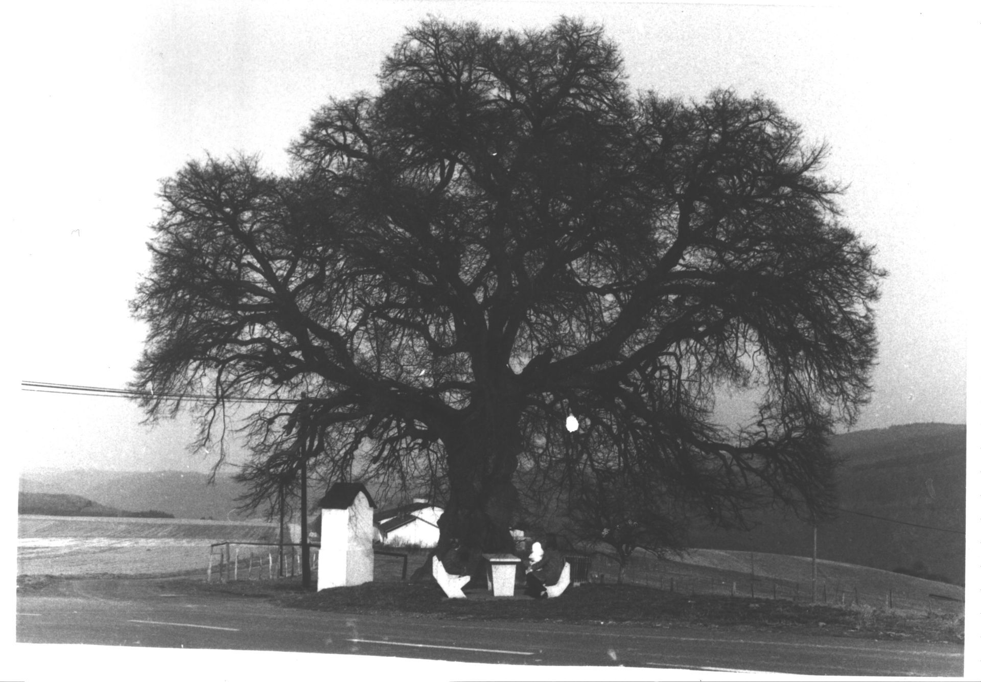 Die alte Linde um 1970