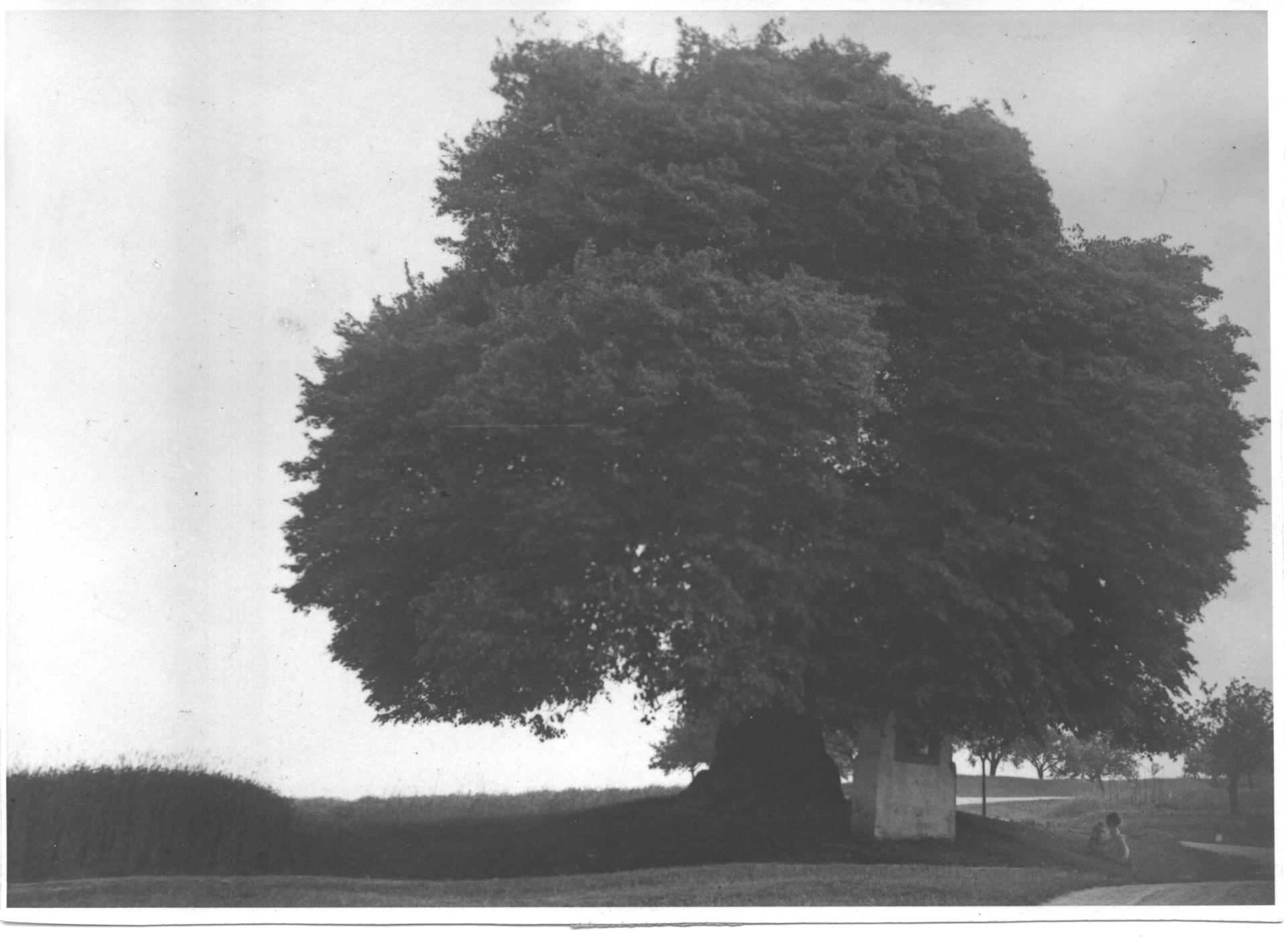 Die alte Linde um 1936