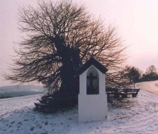 Die alte Linde nach 1981