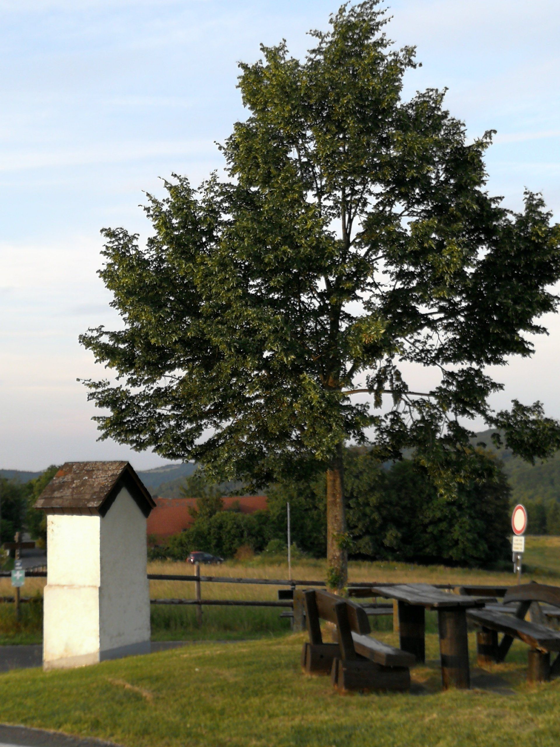 Die junge Linde im Juni 2019