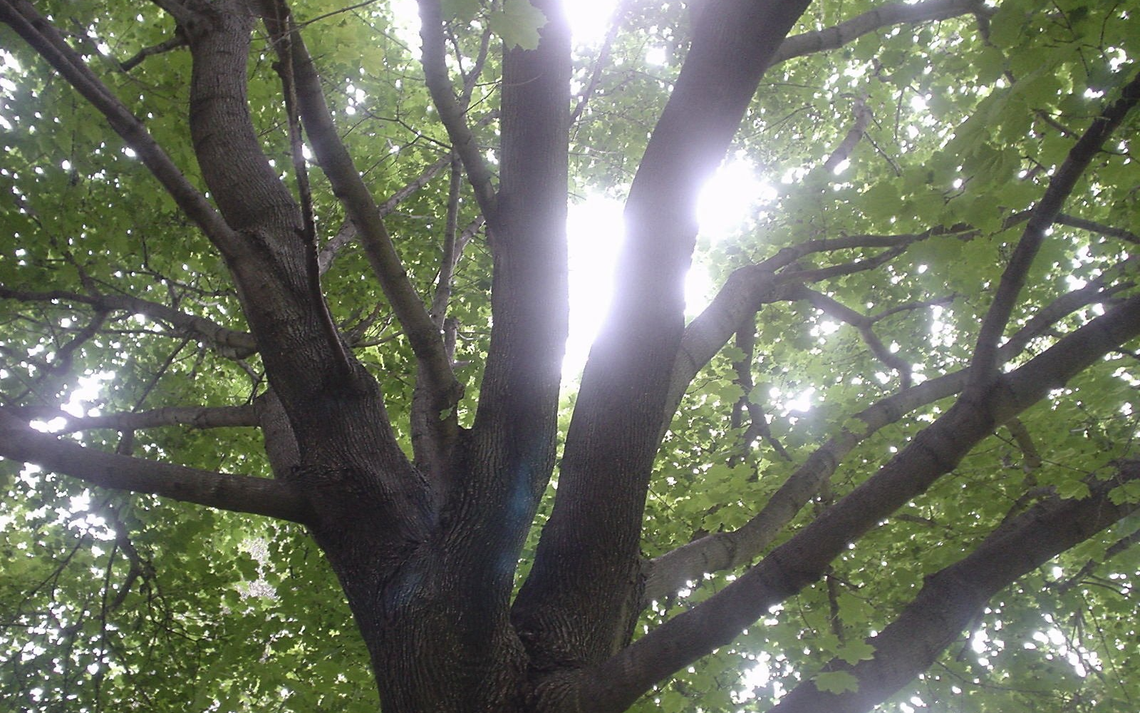 Gartenpflege - Baumschnitt