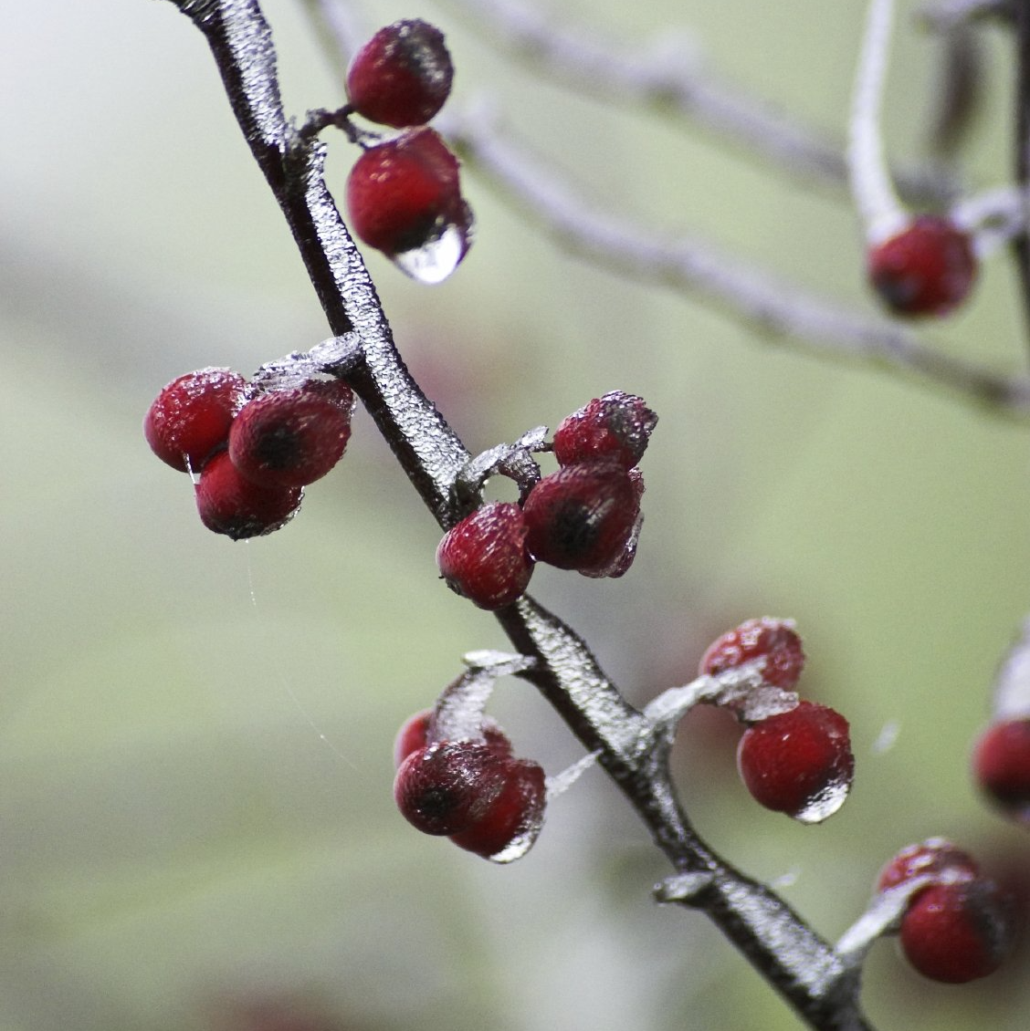 Gartenpflege - Winter