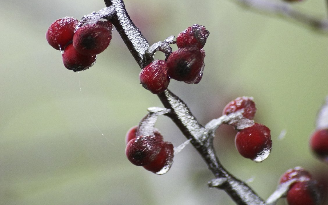Gartenbau - Strauchbepflanzung