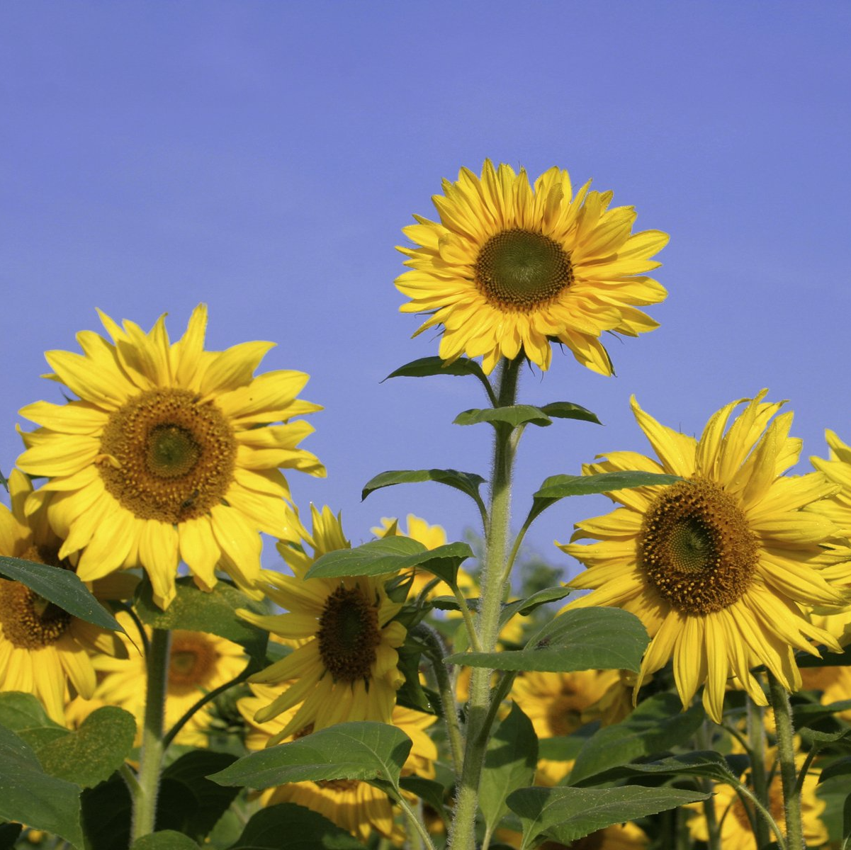 Gartenpflege - Sommer