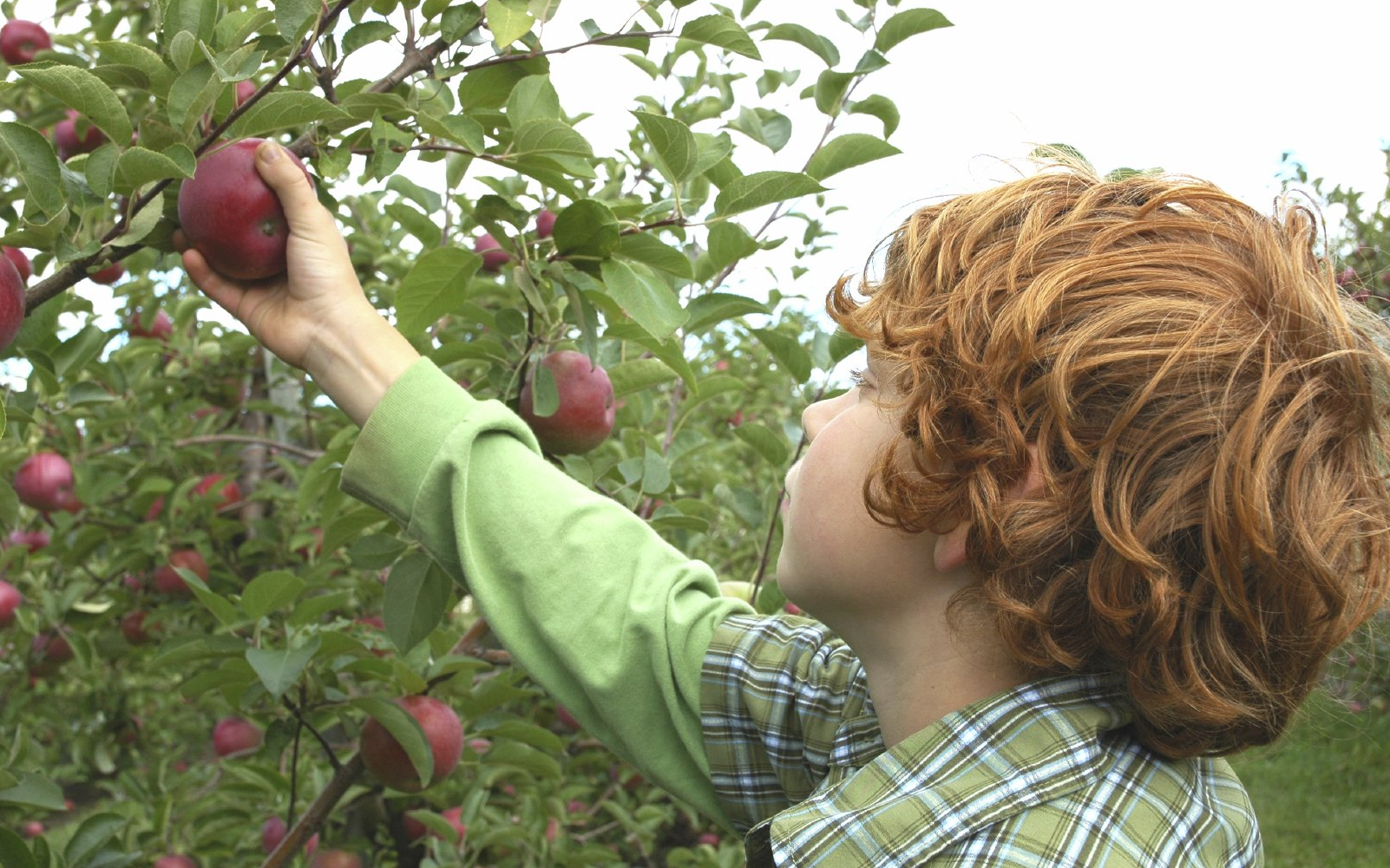 Gartenpflege - Obstbaumschnitt