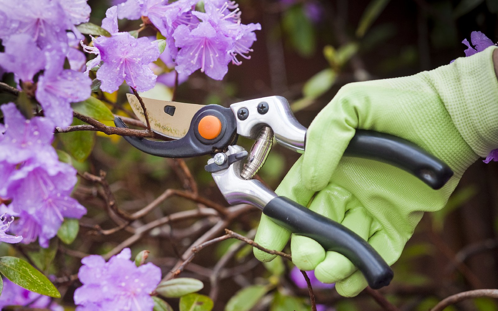 Gartenpflege - Strauchschnitt