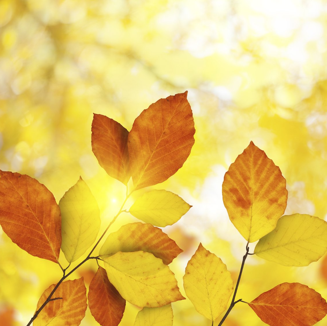 Gartenpflege - Herbst