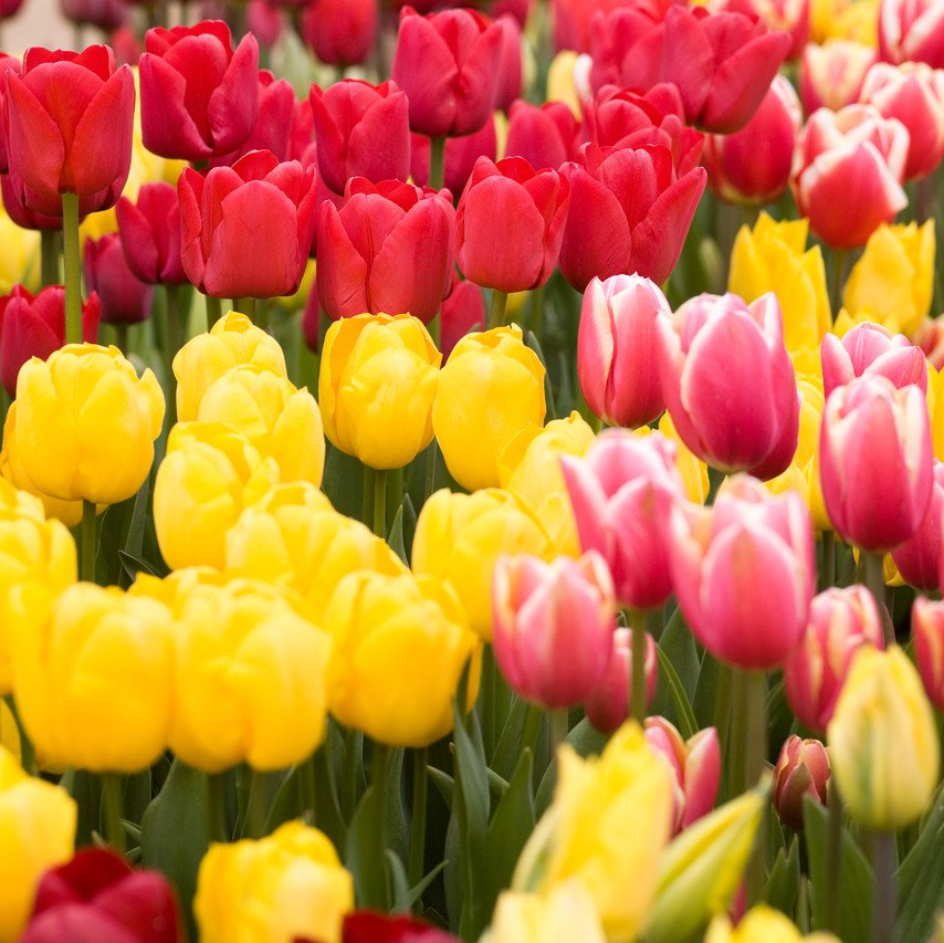 Gartenpflege - Frühling