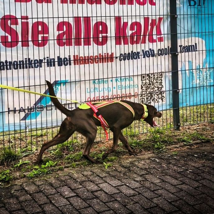 Personenspürhunde Schleswig-Holstein