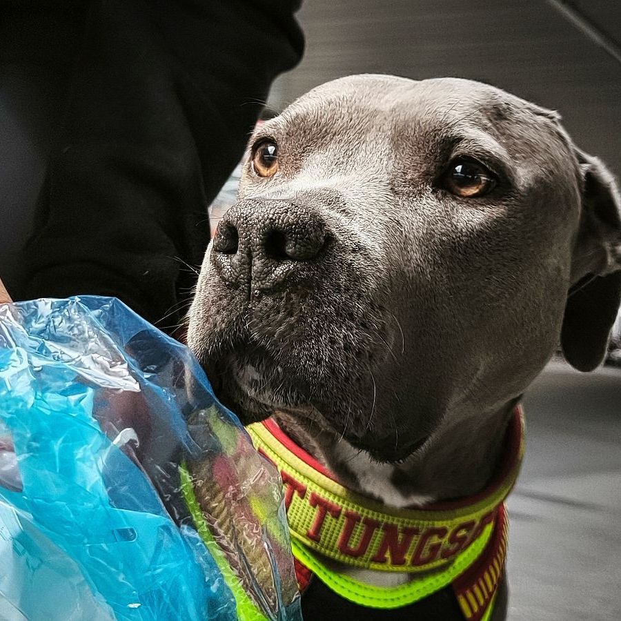 Personenspürhunde Schleswig-Holstein