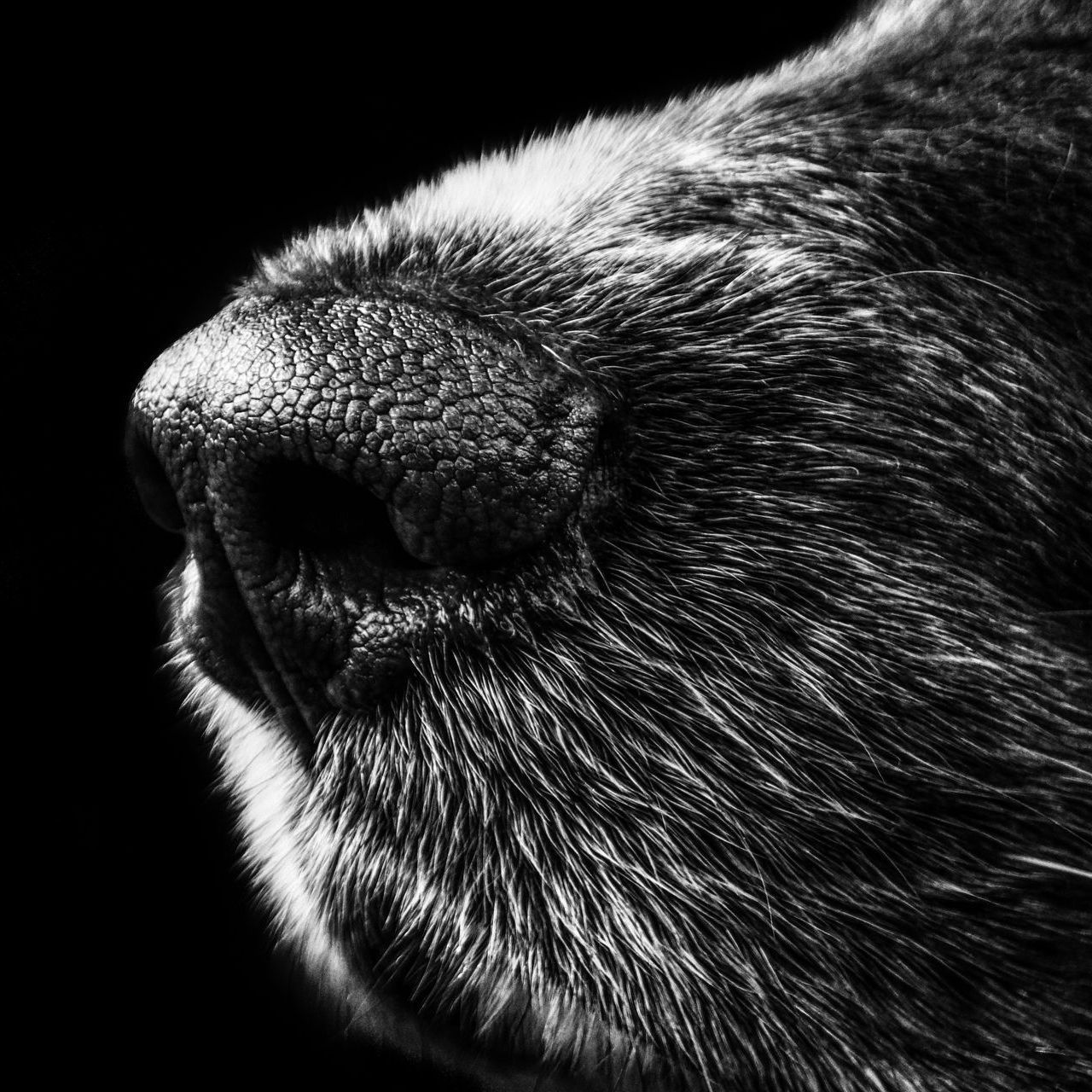 Personenspürhunde Schleswig-Holstein