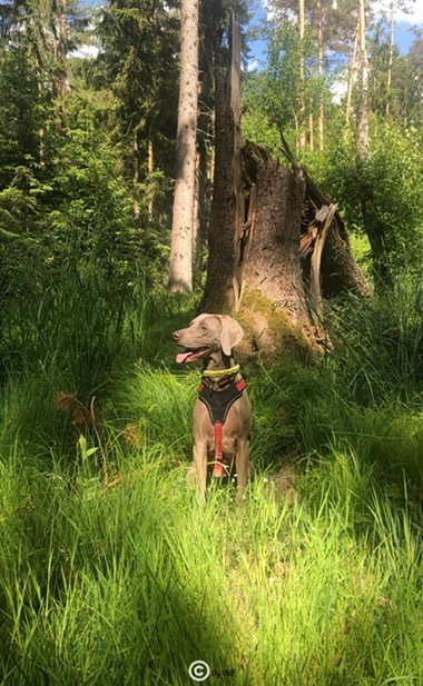 silber grauer Weimaraner Jagdhund sitzt im Wald