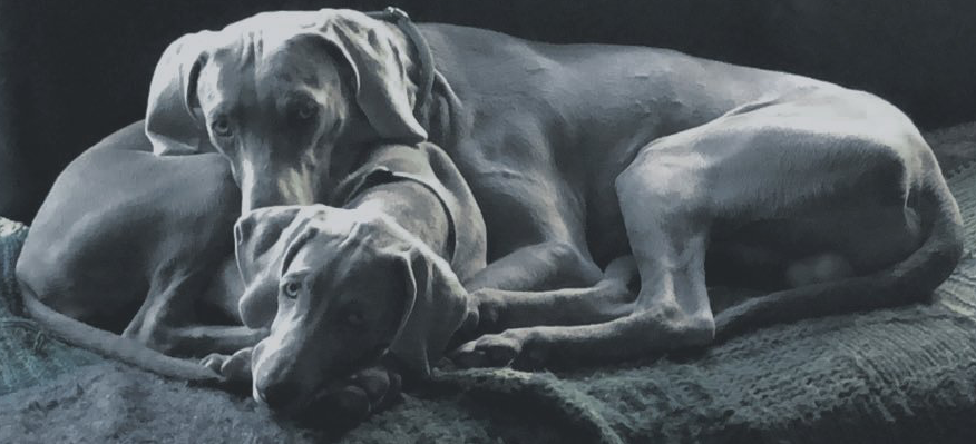 Weimaraner kuscheln auf den Sofa Silber grauer Weimaraner Rüde und silber graue Weimaraner Hündin kuscheln liegend miteinander