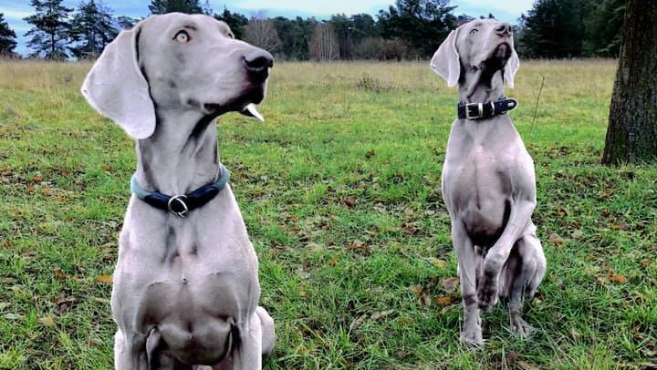 Silbergraue Weimaraner silber grauer Weimaraner Rüde und silber graue Weimaraner Hündin sitzen auf Wiese vor einer Eiche