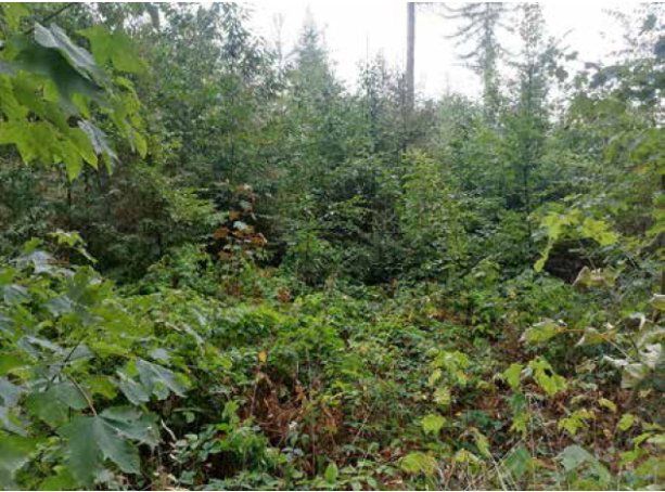 Stadtwald Hagen 2022